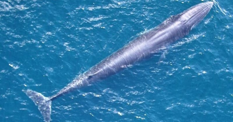 A row of solar panels installed on a residential roof in a European town
