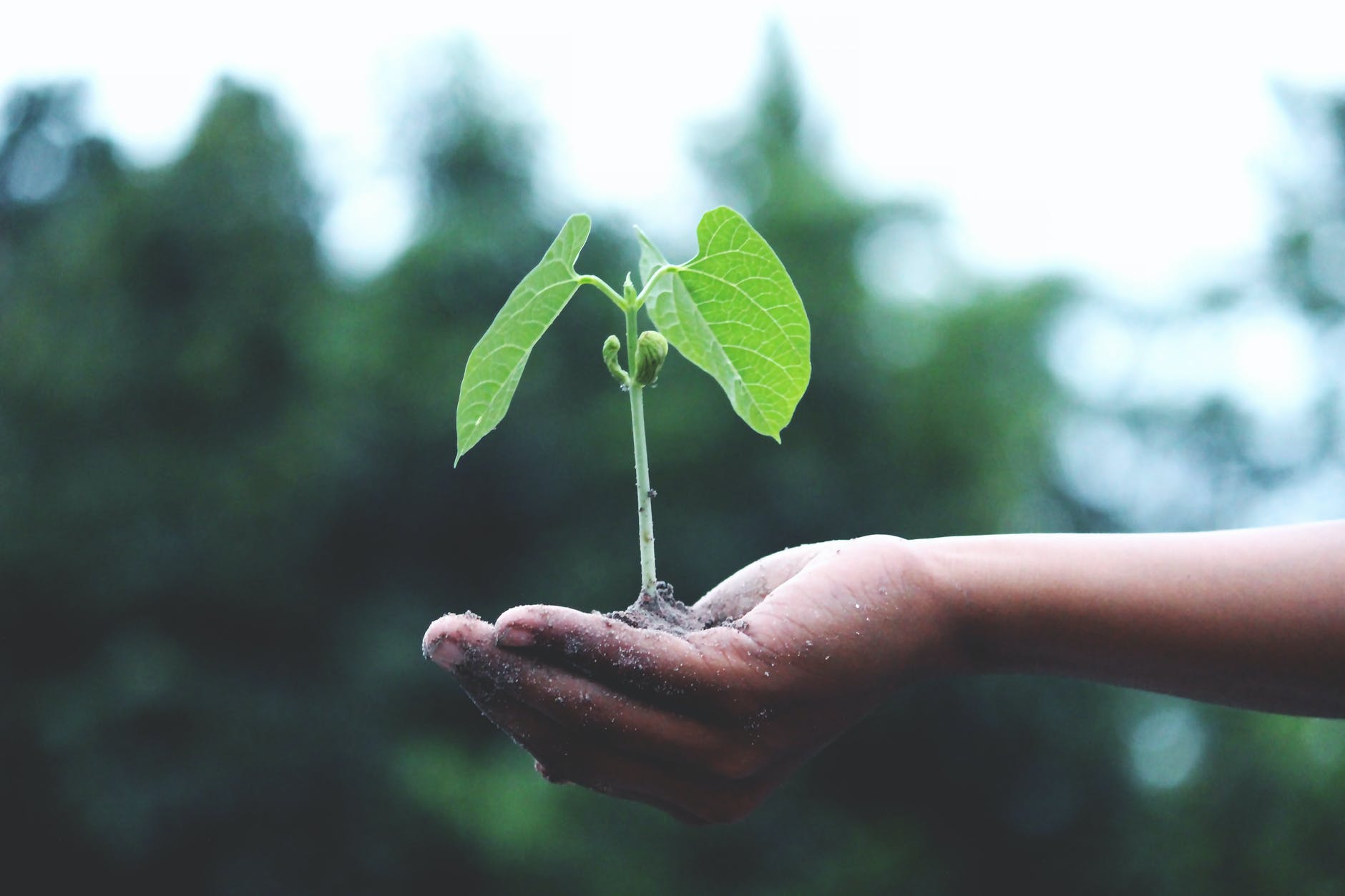 A person holding a small green plant representing sustainable urban growth and EBRD investment.
