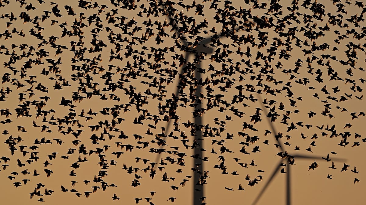 A ground-mounted solar farm installation featuring native wildflowers and pollinator-friendly land management practices.